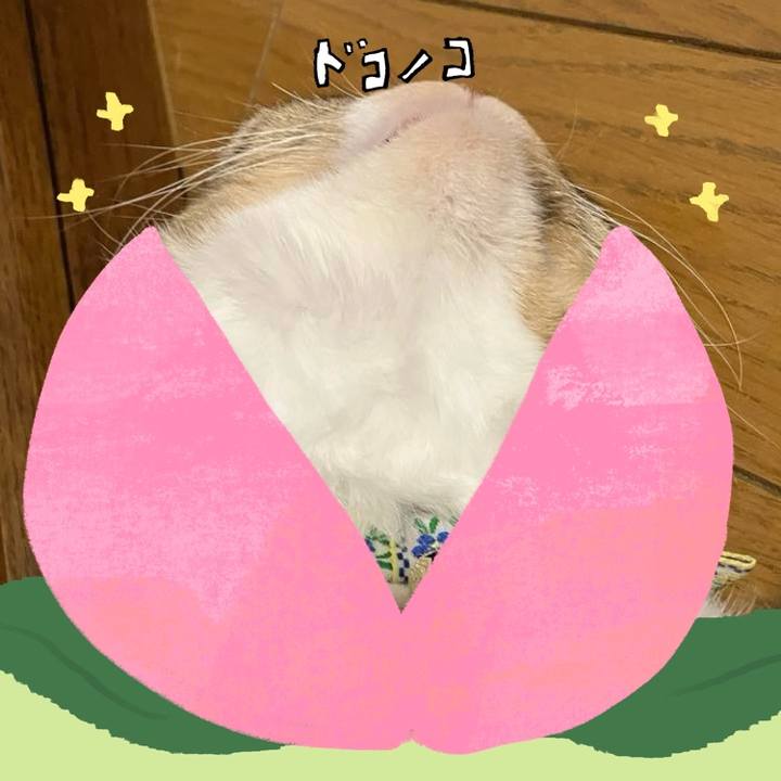 C8fa6286 1785 4e2a 8663 fe16a99ee7bf 1771849960350