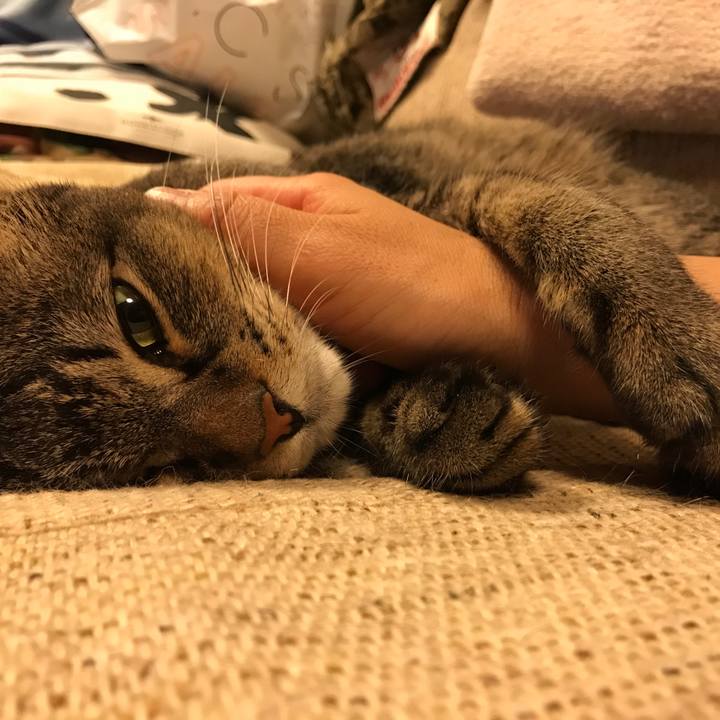 C8fab41a 2876 4060 8764 478e99a5709f 1533301421415