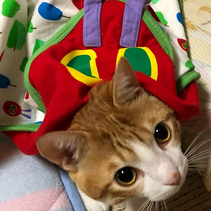 C8fc2cab 02b9 4c8a a411 249a55de8c16 1509794648282