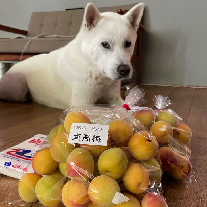 C8fe31b3 fb62 4979 9419 4b4b5cfa2423 1654306023037