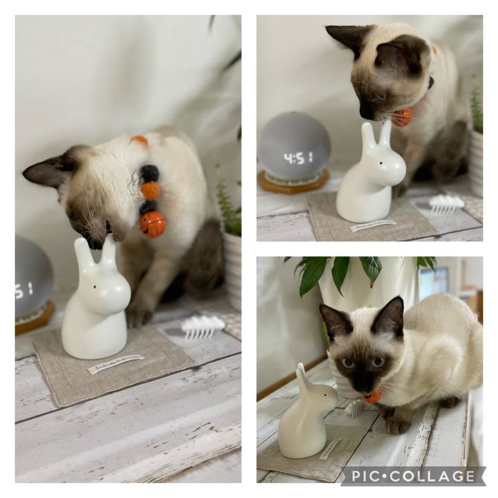 C8ffaaff 5f9d 40e0 ba87 3eeeb11adcd0 1698177631743