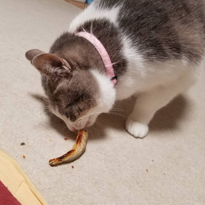 C902f8b3 6afd 434e 938b 9b18e0c9e82b 1580568063765