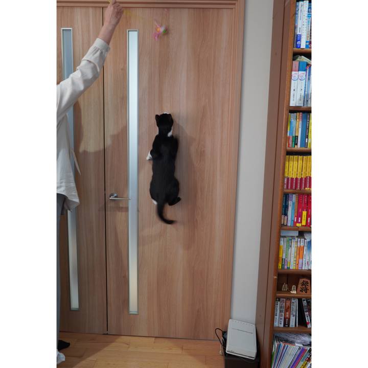 C903736f a208 45dc a469 1783764909d1 1585144204526