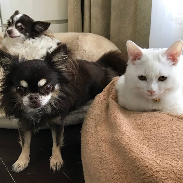 C905c106 0066 47fd 930a 383004fb6da9 1511846192443