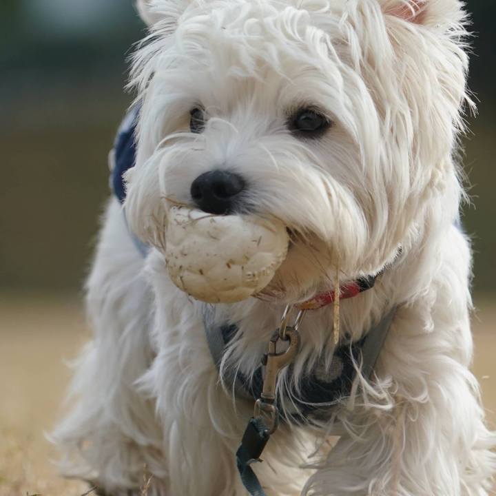 C908401e 009b 4b02 9fd0 ca62d819ac4b 1512212818926