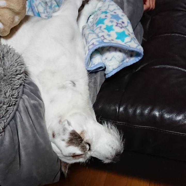 C90aa338 2a8a 4a44 a12a 6a06e7ea0ebe 1541736279071