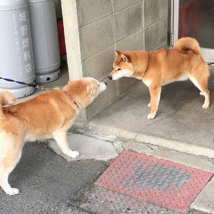 C90dbe9e 43e4 46bb 9102 b9c2452fd3c9 1519527807639