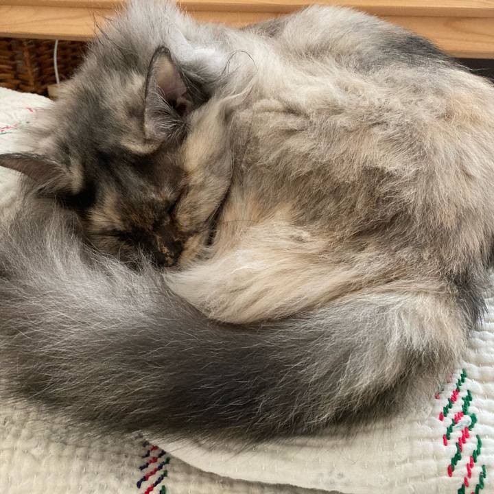 C90e20da 6425 4f89 96cb 4db3a87bb862 1737180356469