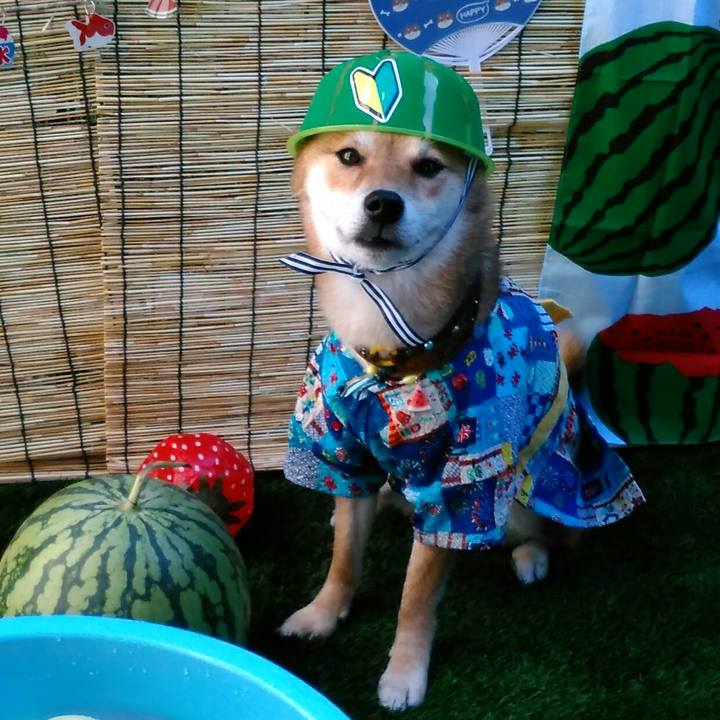 C90e43d5 d3b3 4b3a 908c 953c172a15ff 1533387102492