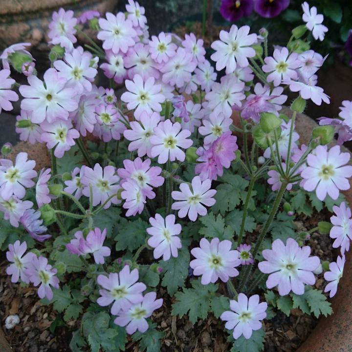 C90f6d2a 036b 4f63 97be af46b5d0adc3 1522145413461