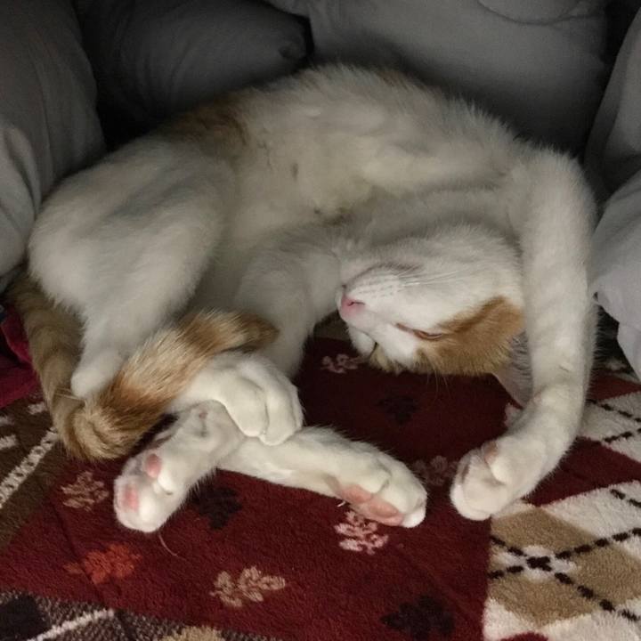 C910815c ae74 4e7d 967e 4d1fbf1acddd 1511010342203