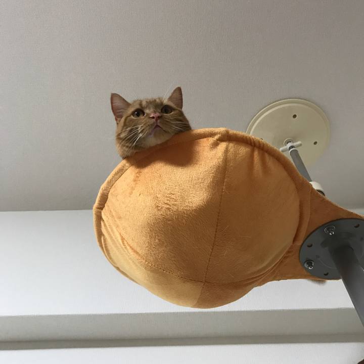 C911d81b 53b9 4fb0 9693 4e9c714fdffb 1524659022554