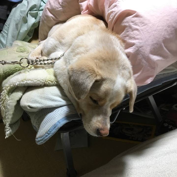 C9142a43 547c 4b52 85a7 4221898217ae 1516633027634