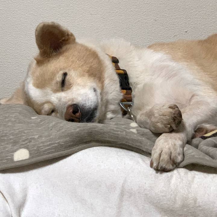 C9185781 d43e 41f7 a4cf 92e988b102b0 1606316010149