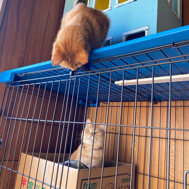 C9191b42 4426 4605 818f c8da40760712 1765086041028