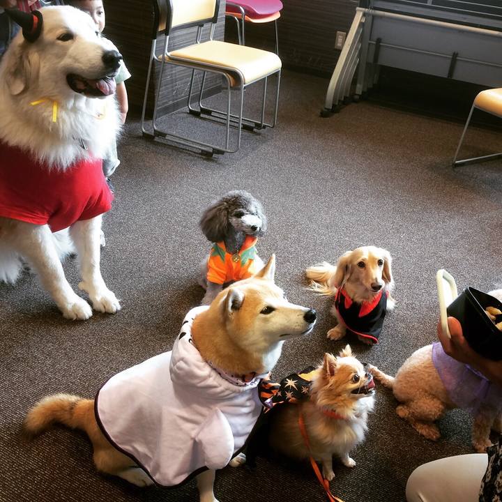 C91b1b84 4c73 43e7 8b8e 04be356f617b 1540826120088