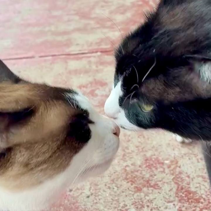 C91c0060 9777 443d 8628 d3d725231f01 1747381376232