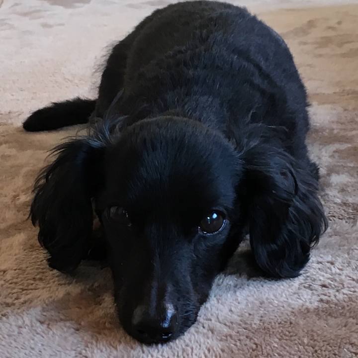 C91c00af c963 49ea 9964 ae778dabcdf9 1513811635172