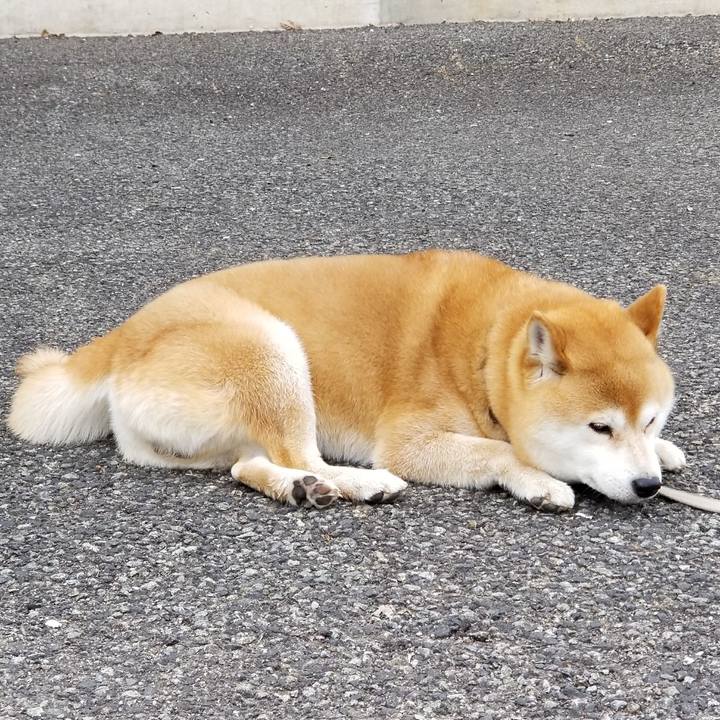 C91dc721 e50d 48aa 980a 9a3050247f68 1523946817010