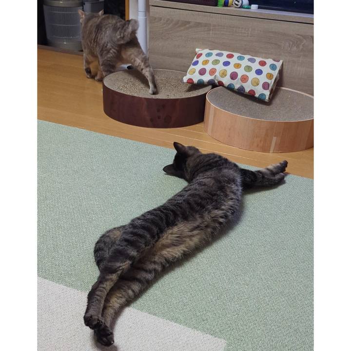 C91de9d6 2cc3 4821 a5e0 b1108389e360 1743054970767