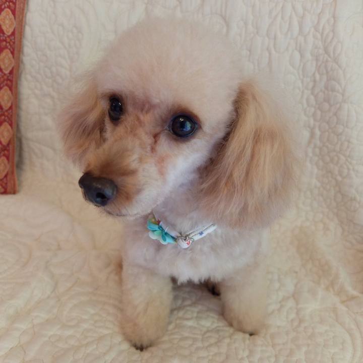 C9218d54 be0f 4c5e 836a e752bfba833b 1534567435800