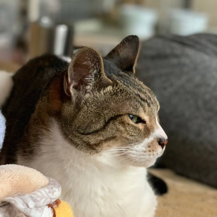 C925662a 1f2b 4a13 99da 1522a4c935df 1585702499095