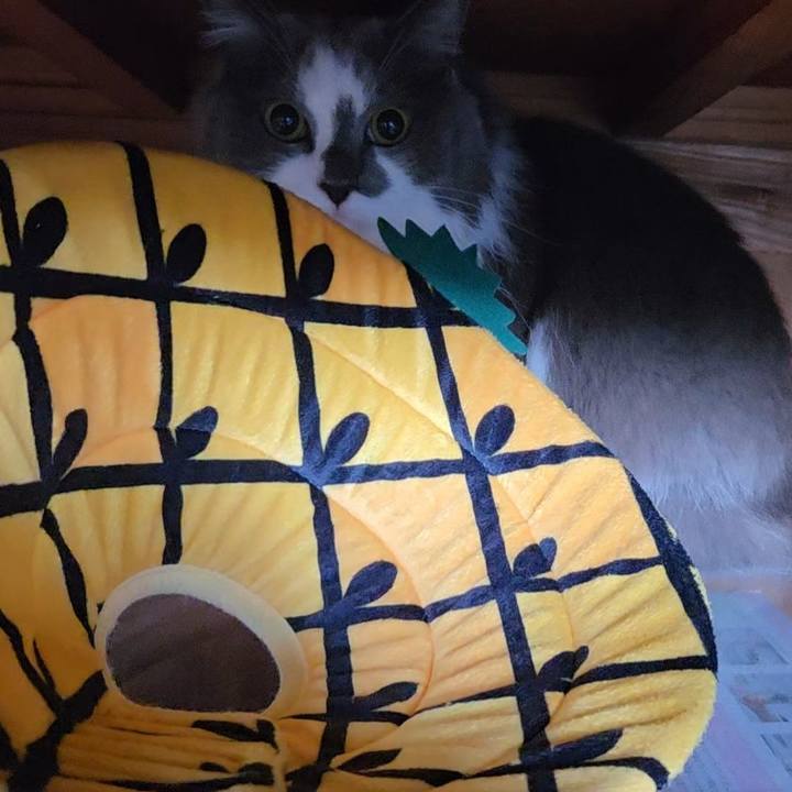 C92abbde fa27 4980 9ea2 7b73ca690420 1768431683742