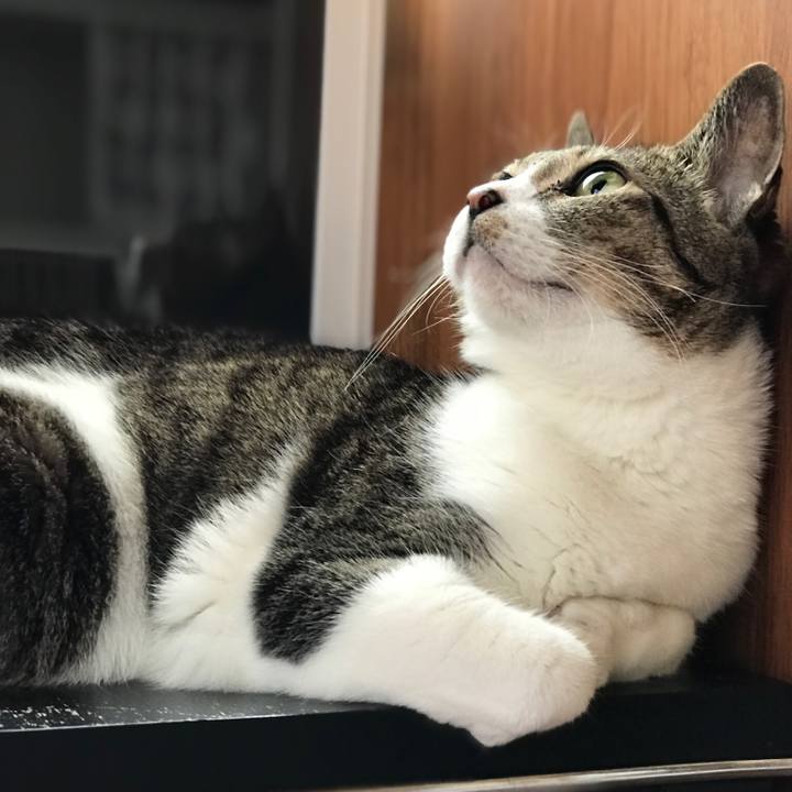 C92acc2f a3b1 4533 80b2 9bfce1c53148 1528419047706