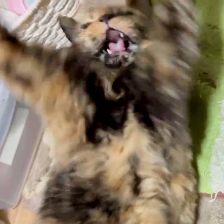 C92e0c8a 175a 4356 a84d 20ec03267cec 1757671380212