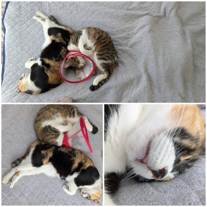 C92f5ec6 23f4 478b 8c88 de5459d647bc 1759996508141