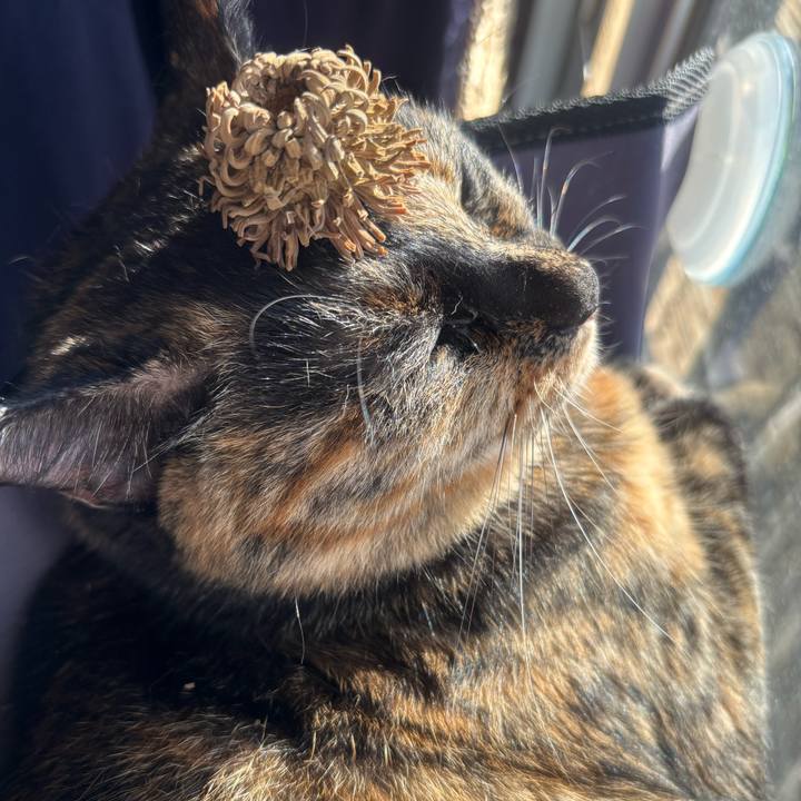 C9333135 478b 44fe 8636 5cf2b122be27 1762560339661