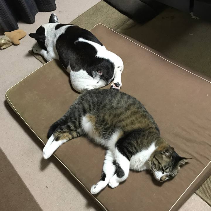 C933d31d 65d4 4c7a bb35 89cd8f1a943e 1511186078982