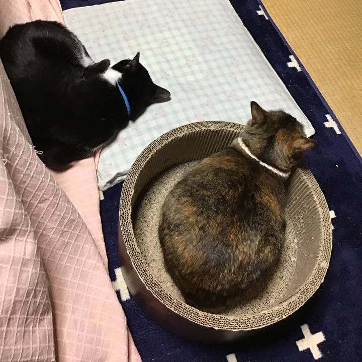 C933da5e 4682 4003 b781 2de543c86ca6 1711539157754