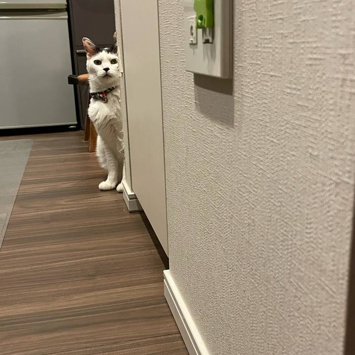 C9348a96 a536 4b33 9dfb 7cbd39d4e5df 1723643199352