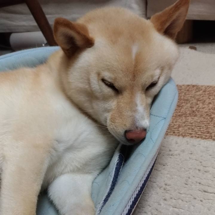 C9385541 dad6 4a1c 8590 20cde91cc7b4 1559049489046