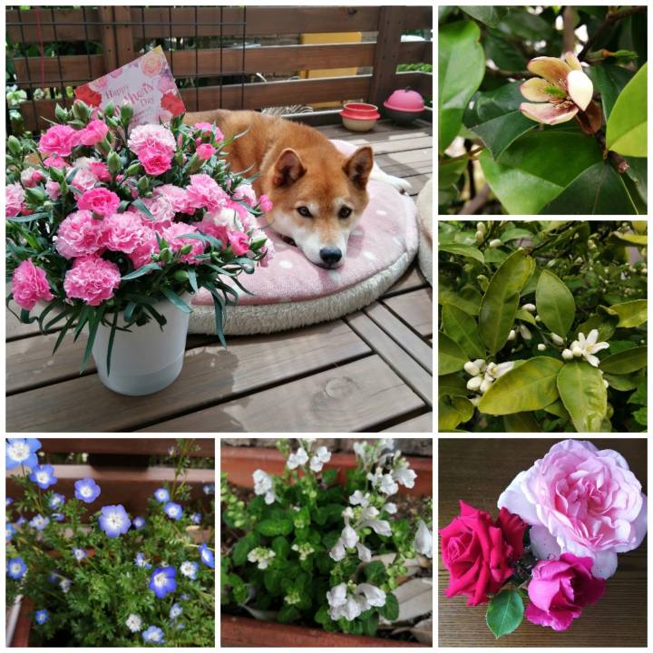 C93a12a0 af0c 4c4d 902f 0834f4c0c1ea 1620448533560