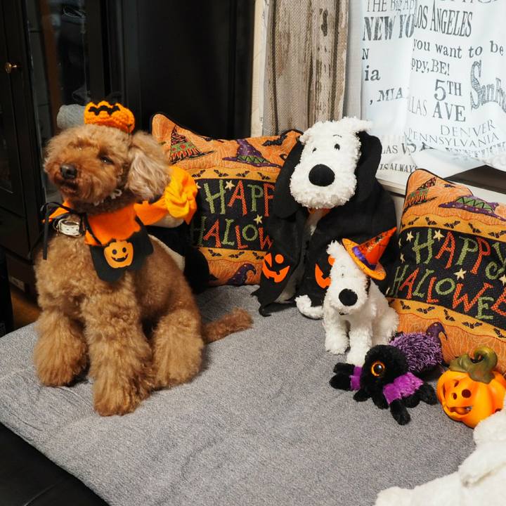 C93c2e0a d92d 433a bce7 20d772ef568f 1509412017526