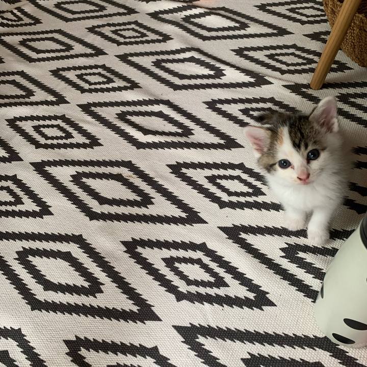 C93cf2ac 3076 4f75 b241 e085b8d68d0c 1589788014582