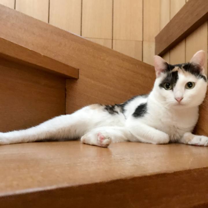 C93cf9d2 42b9 4e40 bc99 23c624a0a099 1535854631505