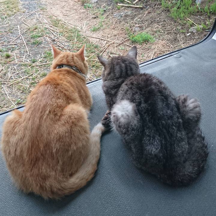 C93db1b2 654b 484c a066 98f97e860dc8 1593509617835