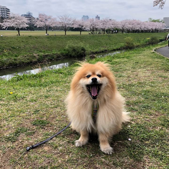 C941fc3d 4c32 4dc4 ba1e 0473cd2f1af5 1585374979634