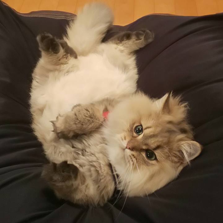 C947753d db0e 403c b1b4 b12ec51ec27d 1572479721678