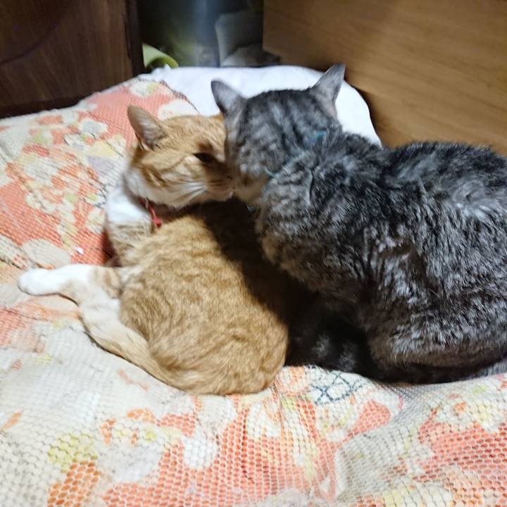 C9485806 3d30 42d6 b800 f15213e5dd27 1574338815495