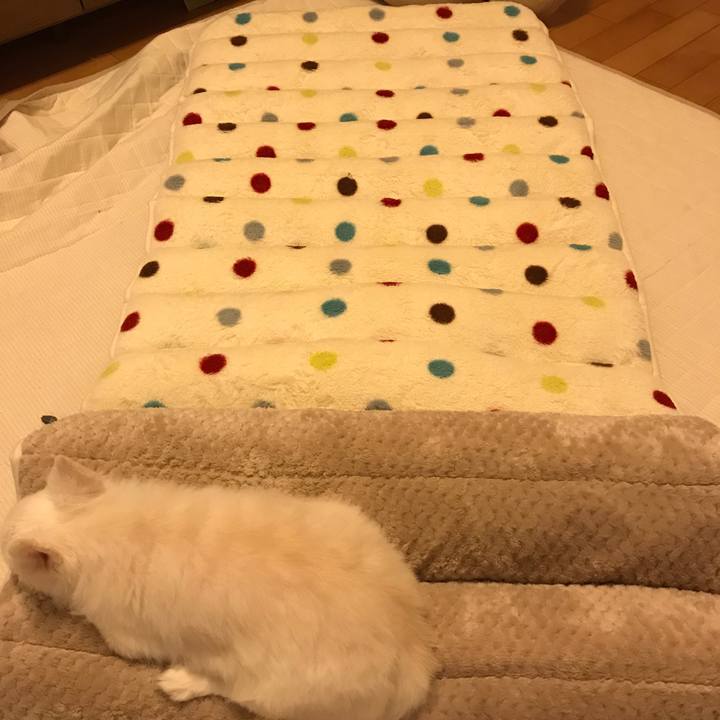 C94b387d 1539 48c9 bbcb 7aeeb9691c30 1508147866286