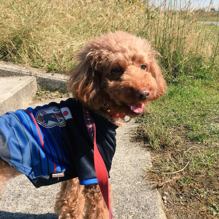 C94c9aff 58e0 44ce bb1e cae0419b5f45 1509511346612