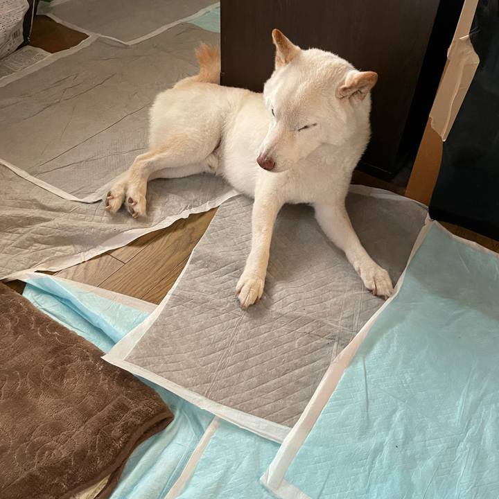 C94d4382 b25a 457c a154 e7c311e21a4a 1635839794223