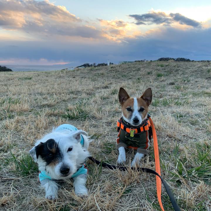 C950e7a6 1288 40e0 ab24 70d28ebecca2 1582792614909