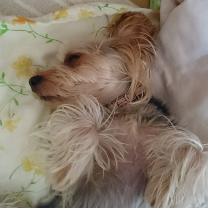 C95251a6 e072 493e a1e9 2c24cb72c5d9 1533858539716