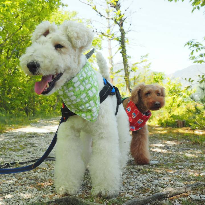 C95286bf b447 43a1 b3f7 7b1535a4b9b4 1525018776315