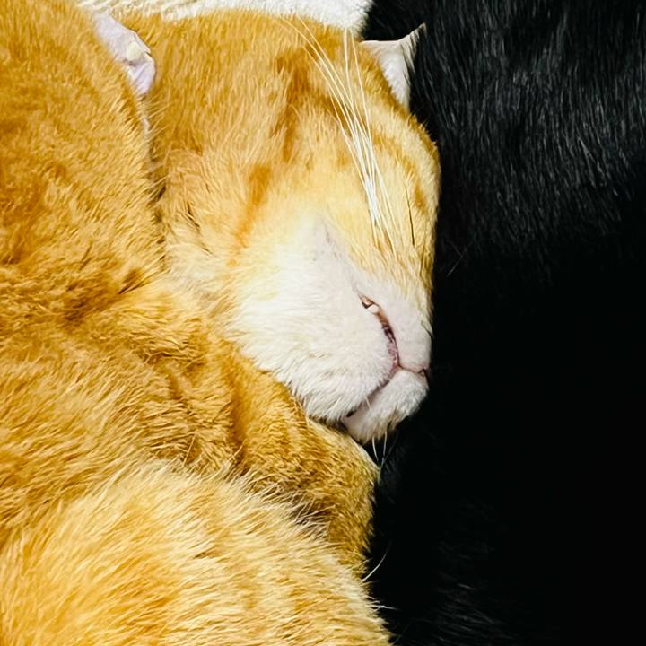 C9556c54 95f1 4538 b6d9 da4bdb801ced 1771030883820